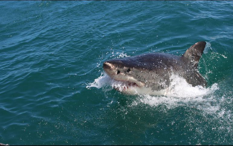El tiburón murió durante una redada de pescadores tras el ataque. ESPECIAL/Unsplash