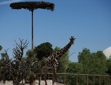 En los últimos días, se pudo ver a la jirafa macho de tres años agachada con sólo la cabeza bajo un pequeño toldo circular que le daba sombra. AP / C. Chávez