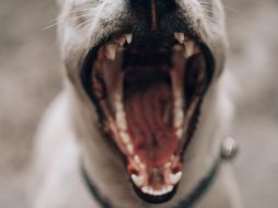 Expertos analizaron 69 mil 525 mordeduras de perro que se produjeron durante 10 años. ESPECIAL/Unsplash