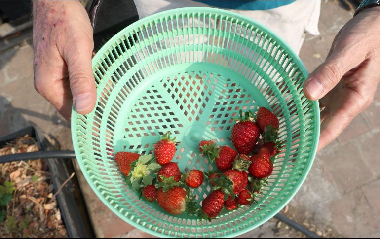 Las fresas se pueden encontrar en mercados, tiendas de autoservicio o con vendedores ambulantes. EL INFORMADOR / ARCHIVO