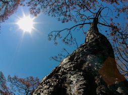 Convierte al sol en tu aliado energético. EFE/F. Guasco