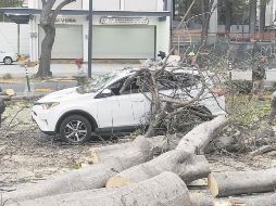 Incidente en Hidalgo y Pérez Verdía. La lluvia provocó la caída de árboles en la vía pública, en algunos casos sobre vehículos que estaban en circulación. ESPECIAL
