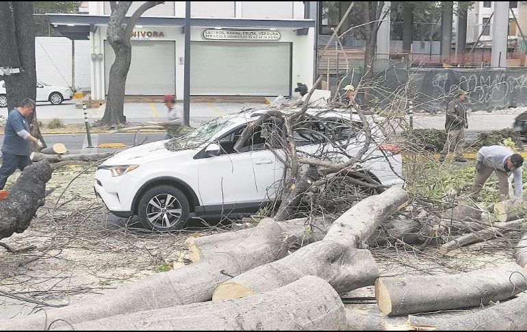 Incidente en Hidalgo y Pérez Verdía. La lluvia provocó la caída de árboles en la vía pública, en algunos casos sobre vehículos que estaban en circulación. ESPECIAL