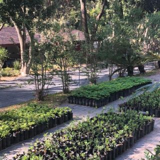 De esta manera, las ciudades podrían bajar su temperatura ¡hasta 9 grados!