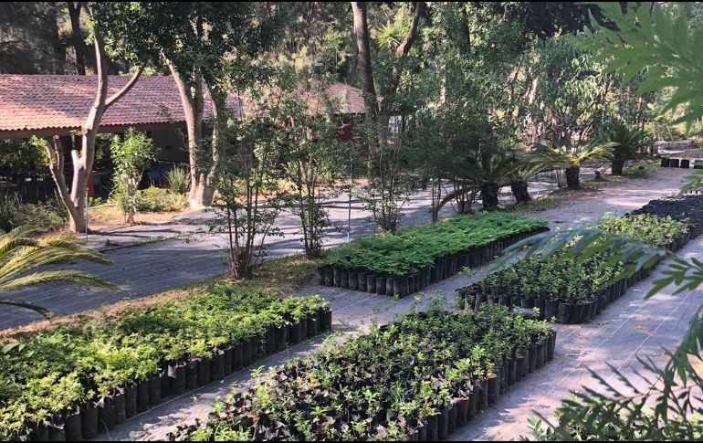 En Guadalajara existe el proyecto Bosque Urbano en donde las personas pueden ir y adoptar de manera totalmente gratuita un árbol para sus espacios. ESPECIAL / Bosque Urbano