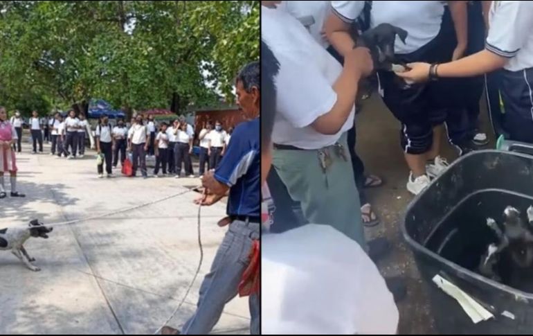 Muchos estudiantes observan cómo es tratada la perrita y sus cachorros. SUN