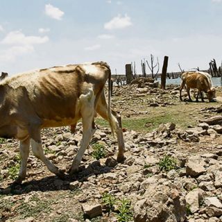 Municipios de Jalisco enfrentan la peor sequía