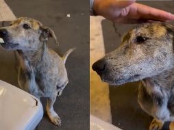 El animal degustó el platillo y en seguida recibió un par de caricias en su cabeza por portarse bien y comer educadamente. Para sorpresa de todos, los ojos del animal se comenzaron a llenar de lágrimas. ESPECIAL