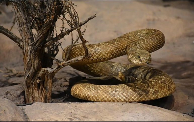 El incremento de las temperaturas provoca que reptiles como las serpientes busquen refugiarse en lugares frescos. Pixabay