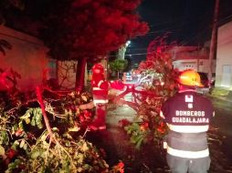 La tormenta de ayer derribó árboles en varios puntos de la Zona Metropolitana de Guadalajara. EL INFORMADOR/Archivo