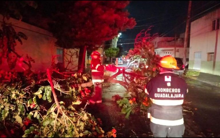 La tormenta de ayer derribó árboles en varios puntos de la Zona Metropolitana de Guadalajara. EL INFORMADOR/Archivo