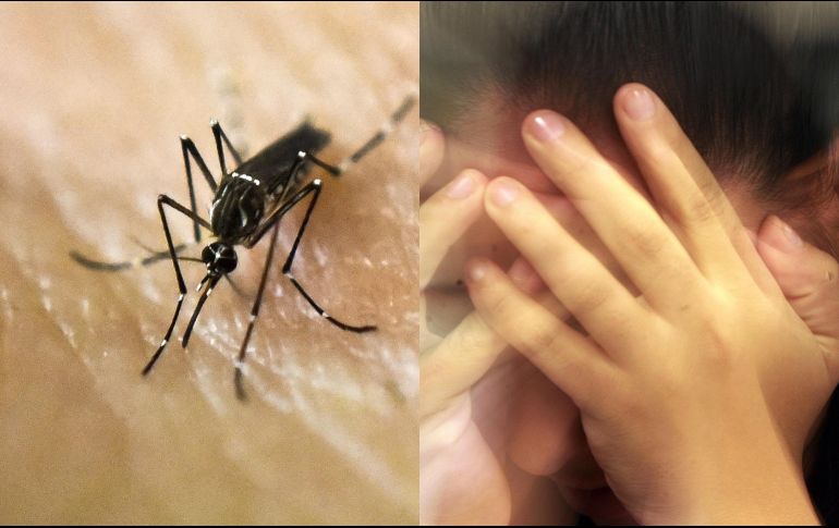 Durante la época de lluvias, los mosquitos proliferan debido al aumento de los criaderos de agua estancada y son comunes enfermedades que transmiten a los humanos gracias a su picadura. ESPECIAL / AFP y EL INFORMADOR