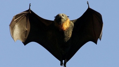 Por qué se asocia al murciélago con el mito del vampiro?