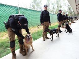 Fueron dados en donación 19 perros y un caballo que se jubilaron en Guadalajara. ESPECIAL