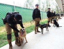 Fueron dados en donación 19 perros y un caballo que se jubilaron en Guadalajara. ESPECIAL