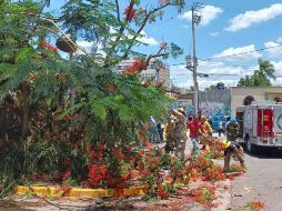 La caída de árboles es frecuente durante el temporal de lluvias. ESPECIAL/@PCJalisco
