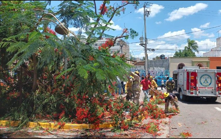 La caída de árboles es frecuente durante el temporal de lluvias. ESPECIAL/@PCJalisco