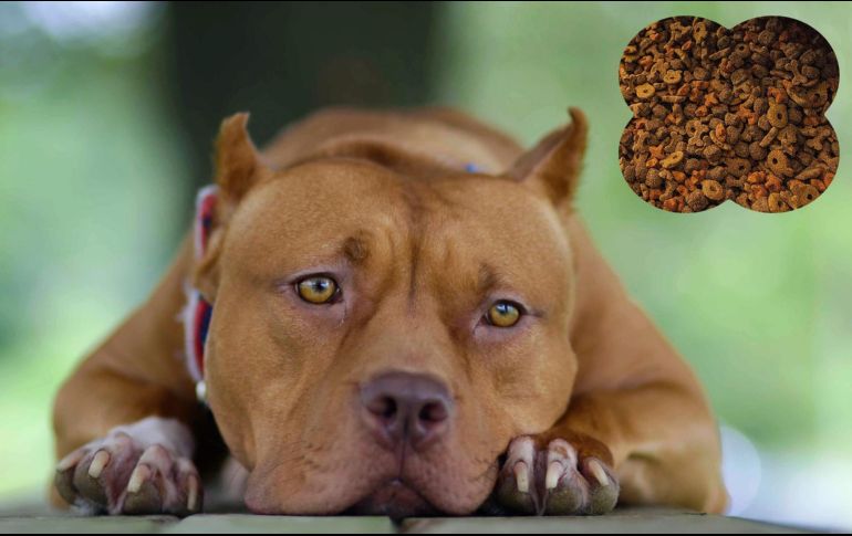 La Profeco realizó un estudio para dar a conocer qué ofrecen diversas marcas de croquetas y no todas dicen la verdad. EL INFORMADOR / AP / ARCHIVO