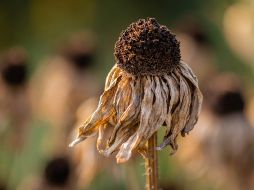 Junio, además, fue más seco que la media en gran parte de Norteamérica, agregó el sistema de medición europeo. ESPECIAL/ Unsplash