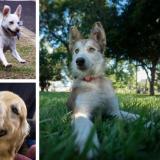 ¡Toma nota! Así se preparan unas galletas para perro caseras