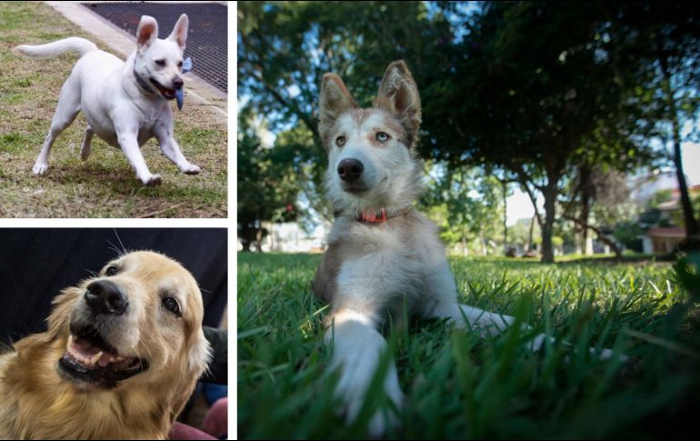 La alimentación de los perros no tiene que ser costosa para sus dueños. EL INFORMADOR / SUN / ARCHIVO