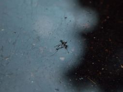 En caso de presentar síntomas de dengue, la UdeG recomienda acudir al médico, reposar, hidratarse constantemente y evitar automedicarse. EL INFORMADOR/ ARCHIVO