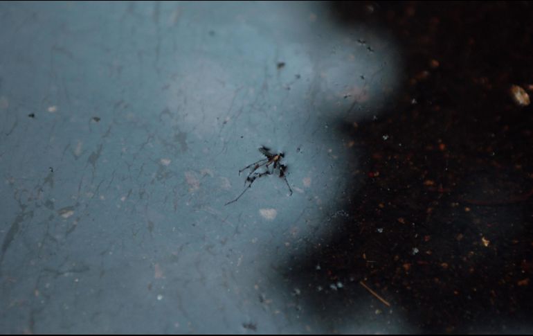 En caso de presentar síntomas de dengue, la UdeG recomienda acudir al médico, reposar, hidratarse constantemente y evitar automedicarse. EL INFORMADOR/ ARCHIVO