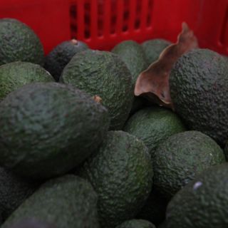 Por baja en inflación, disminuye precio de aguacate y el gas LP