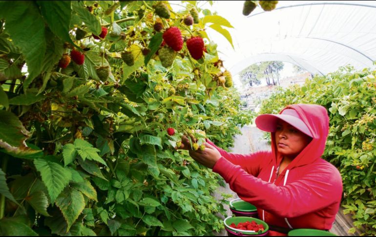 En Jalisco se tienen destinadas más de 10 mil hectáreas al cultivo de las berries: frambuesa, arándano, zarzamora y fresa. EL INFORMADOR