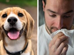 Todos los tratamientos mejoran y controlan los síntomas, pero no curan la alergia. ESPECIAL / Milli -  Brittany Colette Unsplash