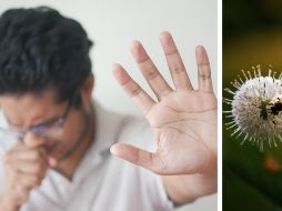 Para muchos, el contacto con la naturaleza no es en realidad un tiempo para disfrutar, ya que representa un verdadero suplicio; porque con él también llegan las alergias. ESPECIAL / Danielle Stein - Towfiqu Barbhuiya Unsplash