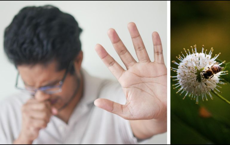 Para muchos, el contacto con la naturaleza no es en realidad un tiempo para disfrutar, ya que representa un verdadero suplicio; porque con él también llegan las alergias. ESPECIAL / Danielle Stein - Towfiqu Barbhuiya Unsplash