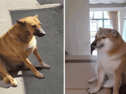 Algunos usuarios compararon a los dos 