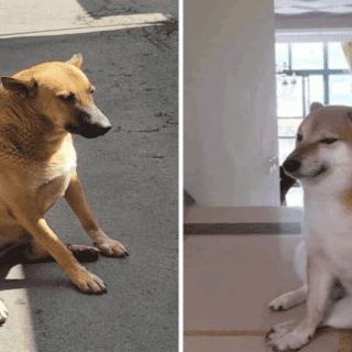 Este es el "Cheems mexicano" que toma las redes con memes (FOTOS)