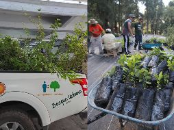 Puedes venir por tu árbol a nuestras oficinas ubicadas en Calle Independencia #300, colonia Centro. EL INFORMADOR / O. Álvarez