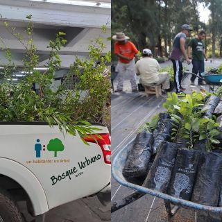¡Adoptar un árbol nunca había sido tan sencillo!