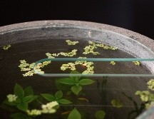 Sergio Carlōn, Este artista autodidacta de 40 años ha dedicado su vida a explorar distintas formas de crear belleza y armonía en el mundo. Su virtud es la fortaleza, que le ha permitido superar los obstáculos y alcanzar sus metas. el arte como forma de vida. CORTESÍA