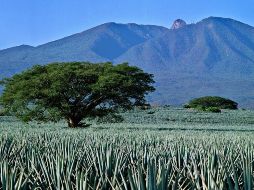 Este paisaje forma parte de la Ruta del Tequila, una de las mejores rutas turísticas de México, comprende 34 mil 658 hectáreas, de los municipios de El Arenal, Amatitán, Tequila, Magdalena y Teuchitlán. CORTESÍA
