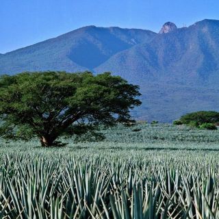 Festejan 17 años del Paisaje Agavero como Patrimonio Mundial por la Unesco