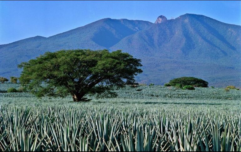 Este paisaje forma parte de la Ruta del Tequila, una de las mejores rutas turísticas de México, comprende 34 mil 658 hectáreas, de los municipios de El Arenal, Amatitán, Tequila, Magdalena y Teuchitlán. CORTESÍA