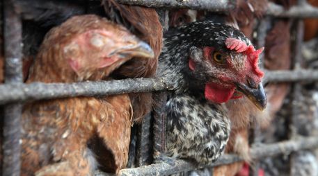 El primer linaje del virus H5N1 de la gripe aviar se identificó en 1996 y desde entonces ha causado varios brotes infecciosos entre aves. EFE / ARCHIVO