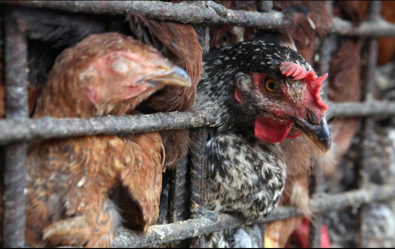 El primer linaje del virus H5N1 de la gripe aviar se identificó en 1996 y desde entonces ha causado varios brotes infecciosos entre aves. EFE / ARCHIVO