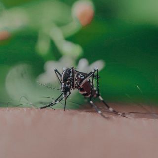 ¿Cómo saber si tengo Dengue? Estos son los síntomas