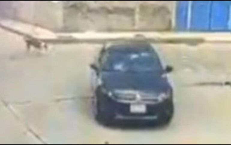 Conductor arrolla a perro./  Captura @c4jimenez.