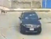 Conductor arrolla a perro./  Captura @c4jimenez.