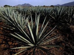 Se han puesto en marcha proyectos orientados a reducir los impactos ambientales. ARCHIVO/AFP