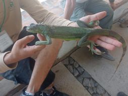 Fue asegurada y trasladada al Centro de Acopio y Salud  Animal, en Tlajomulco. ESPECIAL