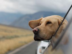 Conoce algunos tips para viajar con tu mascota. ESPECIAL/Photo by Emerson Peters on Unsplash.