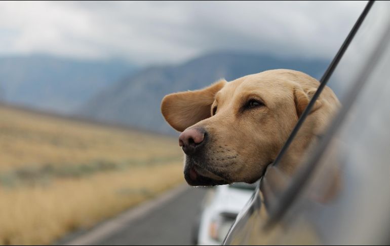 Conoce algunos tips para viajar con tu mascota. ESPECIAL/Photo by Emerson Peters on Unsplash.
