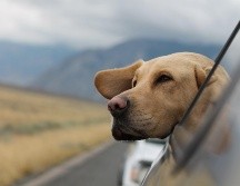 Conoce algunos tips para viajar con tu mascota. ESPECIAL/Photo by Emerson Peters on Unsplash.